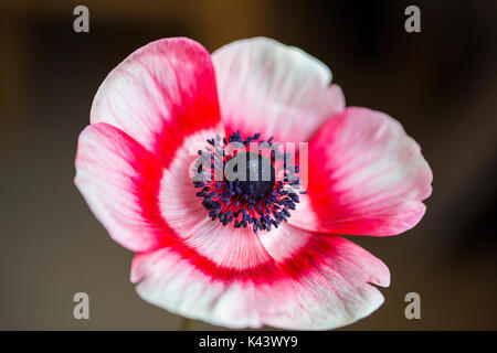 Gerbera Daisy Foto Stock