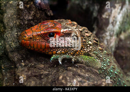 Chiudere la vista di un caimano settentrionale Lizard - Guyana Krokodilteju -Dracaena Guianensis Foto Stock