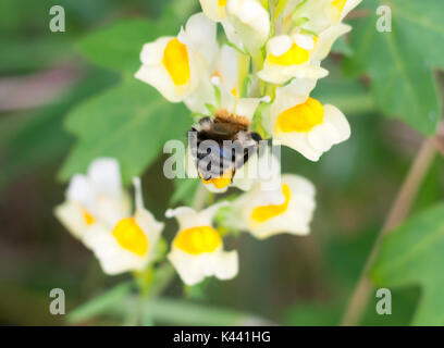 Chiudere dietro il fondo Bumble Bee su Linaria vulgaris fiore; Essex; Inghilterra; Regno Unito Foto Stock