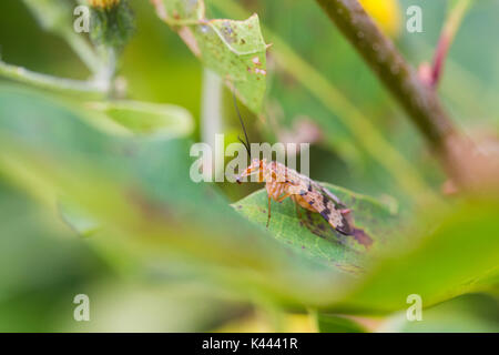 Famiglia scorpionfly panorpidae e genere panorpa Foto Stock