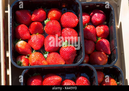 Fresche fragole mature in scatole di plastica Foto Stock