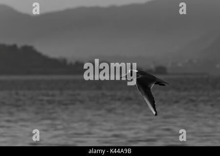 L'Europa, Italia, Lombardia, Brescia district, lago d'Iseo. Seagull in bianco e nero. Foto Stock