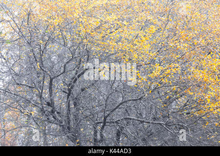 Parco Nazionale della Sila, Sila, Buturo, Catanzaro, Calabria, Italia Alberi colorati nel Parco Nazionale della Sila Foto Stock