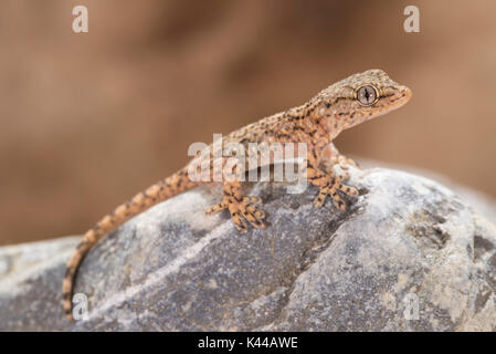 I capretti esemplare di geco comune appartenenti alla specie Tarentula mauritanica Foto Stock