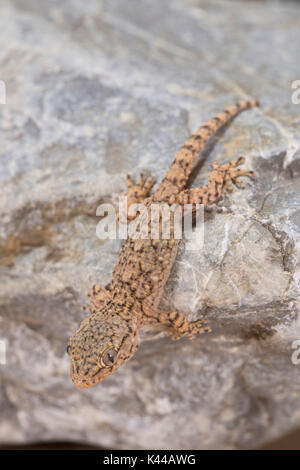 Esemplare di geco comune appartenenti alla specie Tarentula mauritanica sulla roccia in ore giornaliere, vista verticale Foto Stock