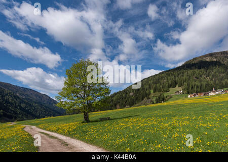 Europa,l'Italia,Trentino,in provincia di Trento,Val di Fassa,Moena distretto,Dolomiti. Il prato fiorito Foto Stock