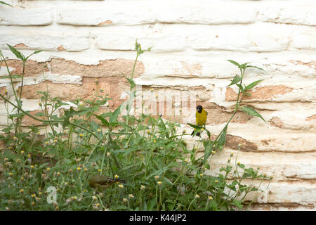 Asuncion in Paraguay. 4 Sep, 2017. Una calda giornata in Asuncion con temperature alte intorno a 38°C come una coppia di incappucciati lucherino (Spinus magellanicus) passerine uccelli si nutrono di fiori selvatici durante l'ultima ora di un caldo pomeriggio ventoso. Uccello femmina sul primo piano e uccello maschio con una testina del nero è visto sullo sfondo. Credito: Andre M. Chang/ARDUOPRESS/Alamy Live News Foto Stock