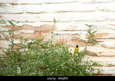 Asuncion in Paraguay. 4 Sep, 2017. Una calda giornata in Asuncion con temperature alte intorno a 38°C come una coppia di incappucciati lucherino (Spinus magellanicus) passerine uccelli si nutrono di fiori selvatici durante l'ultima ora di un caldo pomeriggio ventoso. Uccello femmina sul primo piano e uccello maschio con una testina del nero è visto sullo sfondo. Credito: Andre M. Chang/ARDUOPRESS/Alamy Live News Foto Stock