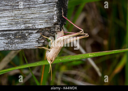 Grande Oro grasshopper (Chrysochraon dispar) femmina deposizione delle uova in legno dopo il foro di scavo con il suo ovipositor Foto Stock