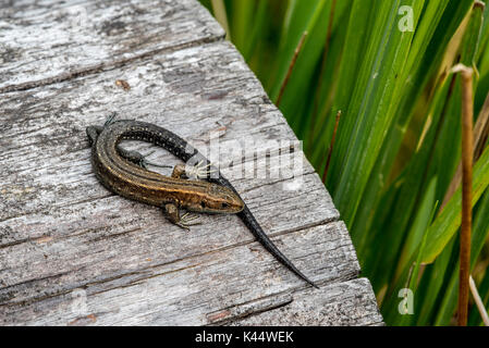 Giovani lucertola vivipara / comune lizard (Zootoca vivipara / Lacerta vivipara) capretti ensoleillement sul log in estate Foto Stock