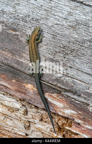 Giovani lucertola vivipara / comune lizard (Zootoca vivipara / Lacerta vivipara) capretti ensoleillement sul log in estate Foto Stock