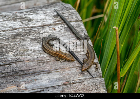 Due giovani di lucertola vivipara / comune lizard (Zootoca vivipara / Lacerta vivipara) novellame ensoleillement sul log in estate Foto Stock