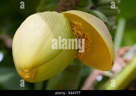 I frutti delle piante di banana Foto Stock