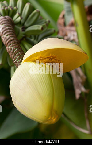 I frutti delle piante di banana Foto Stock