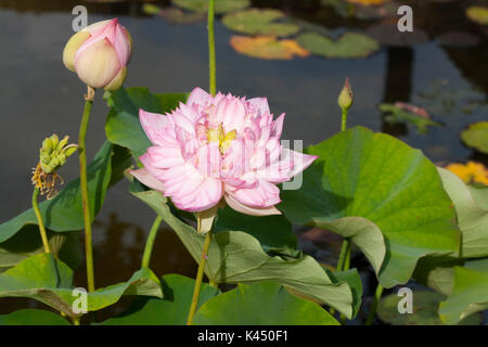 Ape su fiore di loto bud Foto Stock