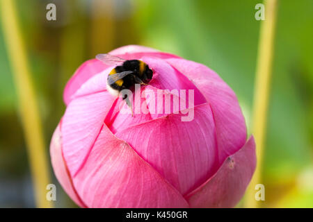 Ape su fiore di loto bud Foto Stock