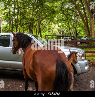 Cavalli selvaggi approccio carrello in Valle Waipio sulla Big Island delle Hawaii Foto Stock