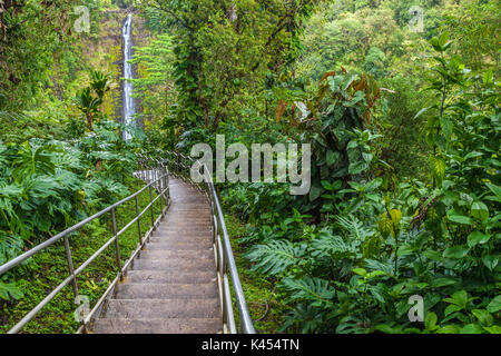 Piante verdi e alberi accanto alla passeggiata di Akaka Falls State Park sulla Big Island delle Hawaii Foto Stock