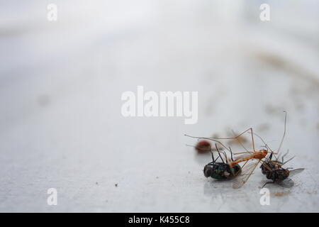 Mosche morte, gru volare e coccinella su un davanzale. B per lo sforzo. Vedere K1TE0F. Foto Stock