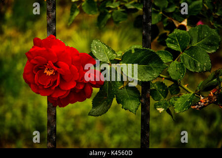 Red Rose intrecciano intorno le rotaie di una recinzione nel comune di lato in Turchia Foto Stock