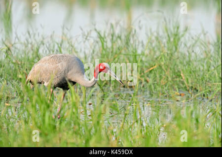 Gru Sarus, Rajasthan, India / (Grus antigone) | Saruskranich, Rajasthan, Indien / (Grus antigone) Foto Stock