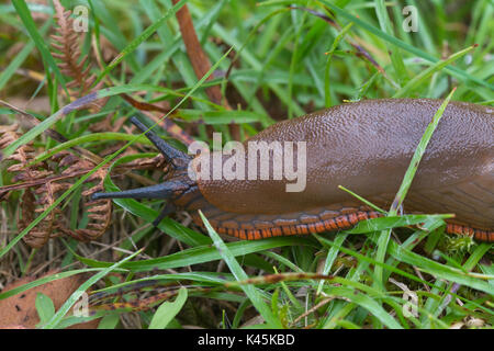 Close-up di grande di colore marrone slug con piede di colore arancione-frangia (Arion ater rufus) Foto Stock