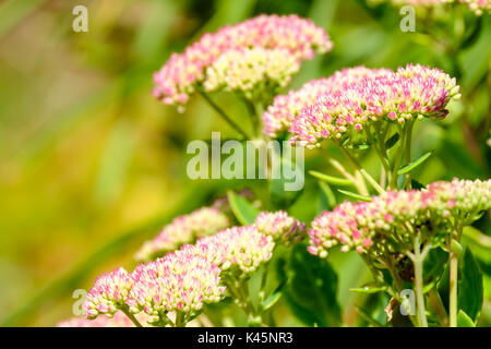Rosa Borraccina Foto Stock Alamy