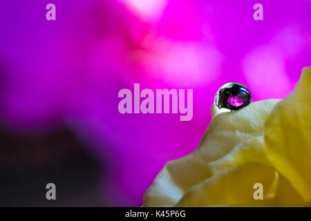 Rosa orchidea in una goccia d'acqua Foto Stock