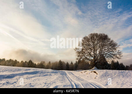 Altopiano di Asiago, provincia di Vicenza, Veneto, Italia. Grande faggio nel paesaggio invernale. Foto Stock