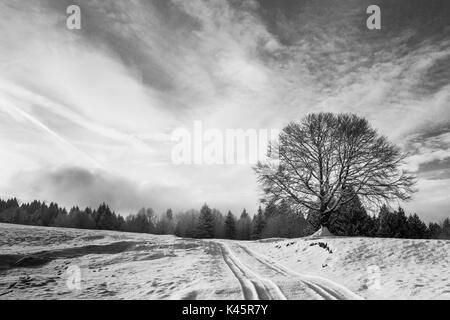 Altopiano di Asiago, provincia di Vicenza, Veneto, Italia. Grande faggio nel paesaggio invernale. Foto Stock