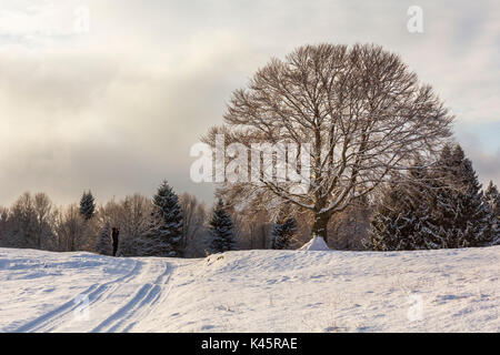 Altopiano di Asiago, provincia di Vicenza, Veneto, Italia. Grande faggio nel paesaggio invernale. Foto Stock