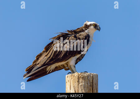 Appollaiato Osprey in Baja California, Messico. Foto Stock