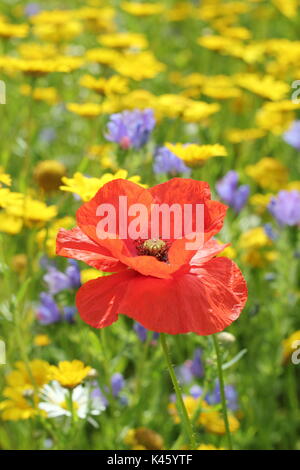 Un papavero (Papaver rhoeas) fiorisce in un prato seminato a fianco di mais (Le calendule Chrysanthemum segetum) e mais-cardidi (agrostemma inodora),l'estate Foto Stock