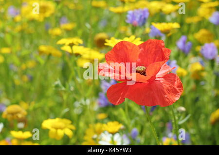 Un papavero (Papaver rhoeas) fiorisce in un prato seminato a fianco di mais (Le calendule Chrysanthemum segetum) e mais-cardidi (agrostemma inodora),l'estate Foto Stock