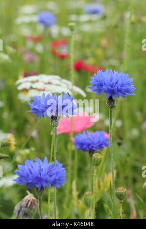 Blue cornflowers (Centaurea cyanus), Vescovo di Fiore (Ammi majus) e Shirley papavero (Papaver rhoeas) in un inglese un prato seminato in estate (luglio), Regno Unito Foto Stock