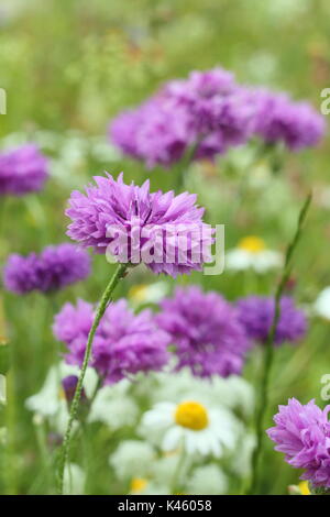 Malva cornflowers (Centaurea cyanus) e daisy-come Matricaria inodora, in un inglese un prato di fiori d'estate (luglio), Sheffield, England, Regno Unito Foto Stock