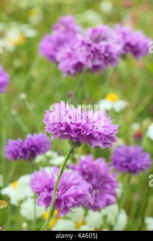 Malva cornflowers (Centaurea cyanus) e daisy-come Matricaria inodora, in un inglese un prato di fiori d'estate (luglio), Sheffield, England, Regno Unito Foto Stock