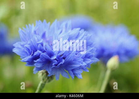 Blue cornflowers (Centaurea cyanus) in piena fioritura in un prato inglese in estate (luglio), Regno Unito Foto Stock