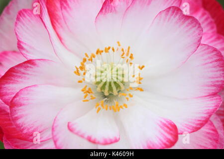 Vero Shirley Papavero (Papaver rhoeas) Visualizzazione base bianca, stame e silken petali, fioritura in un inglese un prato seminato in estate (luglio), Regno Unito Foto Stock