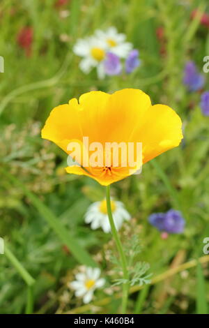 California poppy (Eschscholzia californica) in piena fioritura in un inglese un prato di fiori d'estate (luglio), Sheffield,South Yorkshire, Inghilterra, Regno Unito Foto Stock