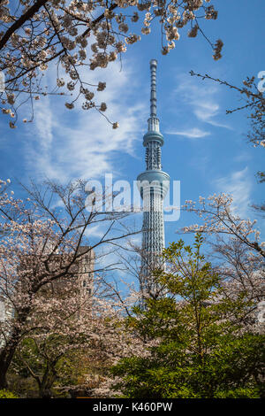 La Tokyo Skytree con la fioritura dei ciliegi nel Parco Sumida, Asakusa, Tokyo, Giappone, Asia. Foto Stock