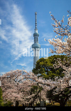 La Tokyo Skytree con la fioritura dei ciliegi nel Parco Sumida, Asakusa, Tokyo, Giappone, Asia. Foto Stock