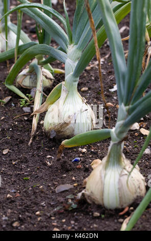 Allium cepa. Onion 'Mammoth migliore" nell'orto. Foto Stock