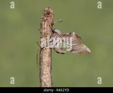 Vista laterale di un pioppo Hawk-moth, Laothoe populi, sul bastone con pianura sfondo verde Foto Stock