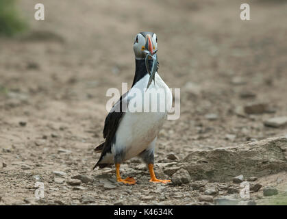 Atlantic puffini, Fratercula arctica, con il cicerello, Skomer Island, Galles Foto Stock