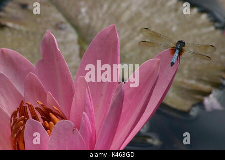 Dragonfly poggiante sulla graziosa fiore rosa di un gigante di Victoria giglio di acqua Foto Stock