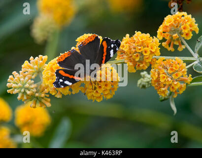 Red admiral, Vanessa atalant, butterfly su Buddleja globosa fiore Foto Stock