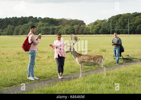 I turisti in impegno con gli enormi Daini allevamento a Dublino di Phoenix Park. Foto Stock