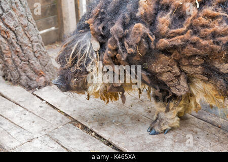 Ovini Suini Mangalica closeup. La Mangalica è una razza ungherese di maiale domestico. Foto Stock