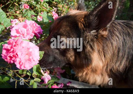 Germanico Sheperd guardando il fiore Foto Stock